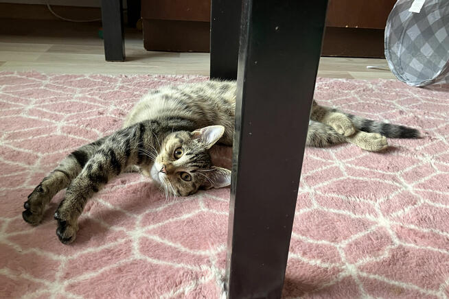 Mała Rene szuka domu