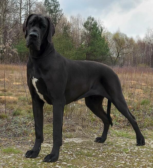 Dog niemiecki błękitna sunia wybitny rodowód ZKWP FCI