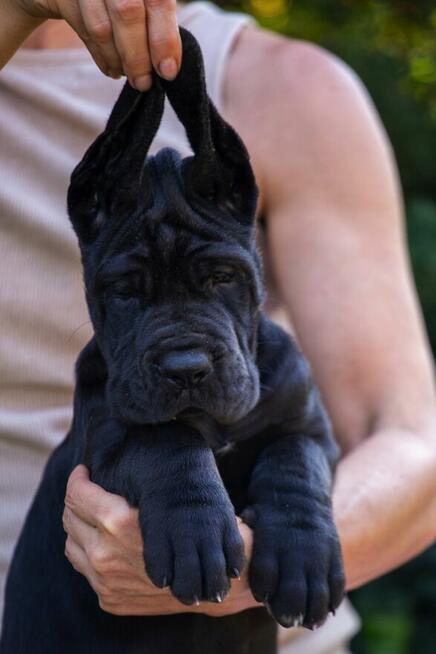 Dog niemiecki błękitna sunia wybitny rodowód ZKWP FCI