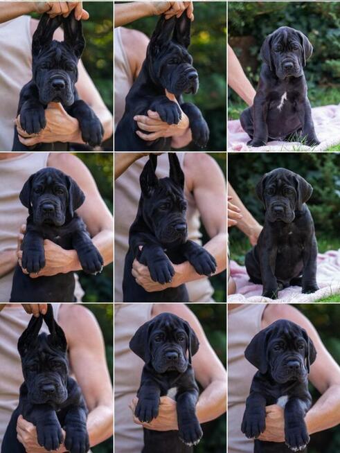 Dog niemiecki błękitna sunia wybitny rodowód ZKWP FCI