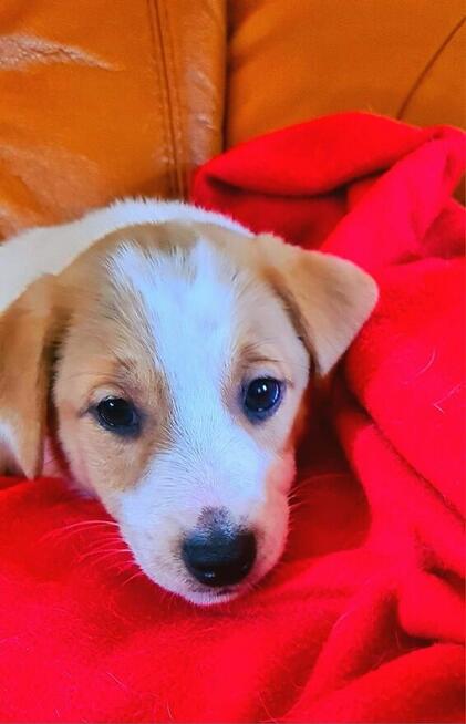 Gładkowłosy Jack Russell Terrier