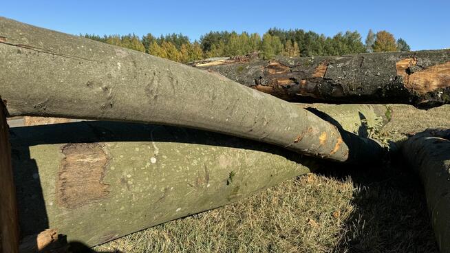 Grube drewno KŁODA BUKOWA (wdp) TANIO