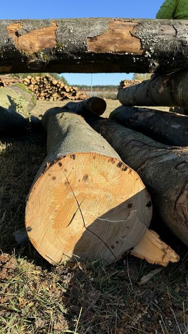 Grube drewno KŁODA BUKOWA (wdp) TANIO