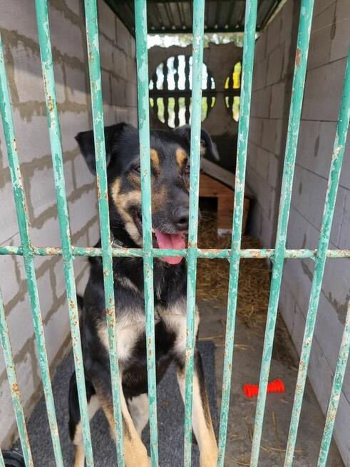 Jocker szuka domu, pies, młody