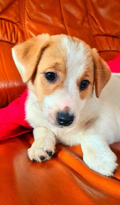 Gładkowłosy Jack Russell Terrier