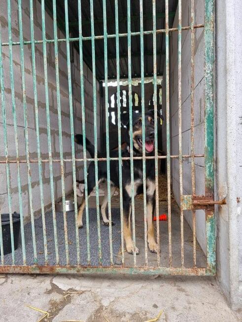 Jocker szuka domu, pies, młody