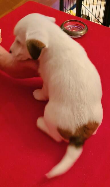 Jack Russell Terrier gładkowłose Wa-wa Herbu Harpagan