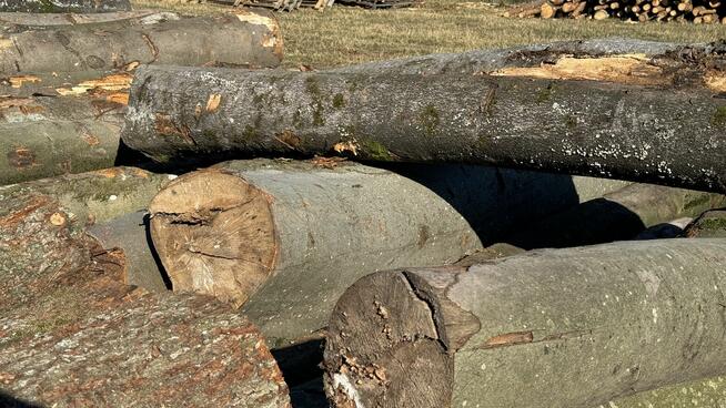 Grube drewno KŁODA BUKOWA (wdp) TANIO