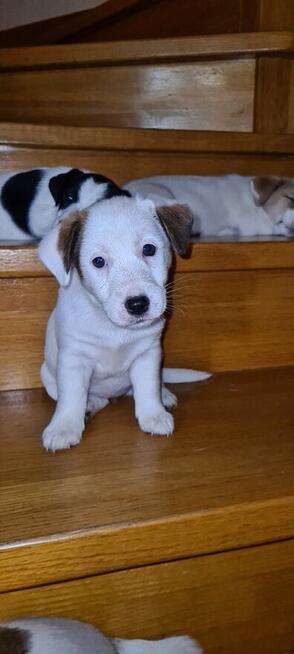 Jack Russell Terrier gładkowłose Wa-wa Herbu Harpagan