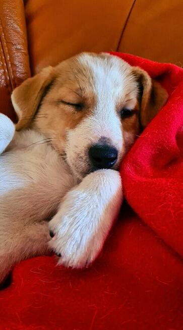 Gładkowłosy Jack Russell Terrier