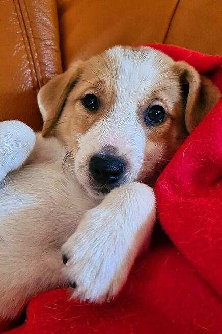 Gładkowłosy Jack Russell Terrier