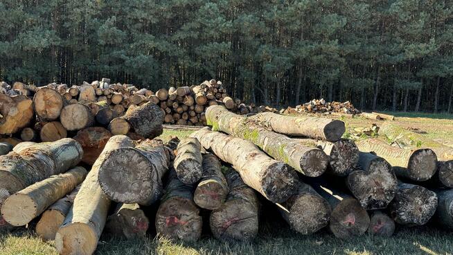 Grube drewno KŁODA BUKOWA (wdp) TANIO