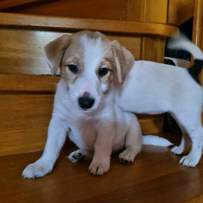 Gładkowłosy Jack Russell Terrier