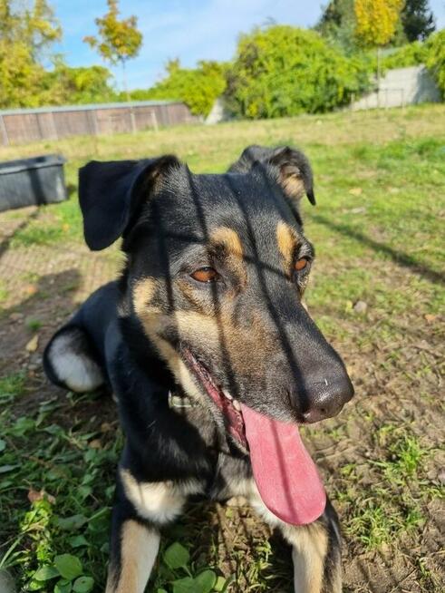 Jocker szuka domu, pies, młody