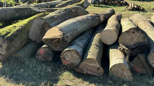 Grube drewno KŁODA BUKOWA (wdp) TANIO