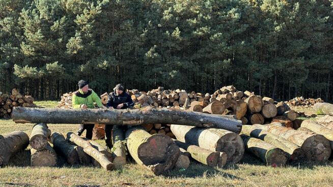 Grube drewno KŁODA BUKOWA (wdp) TANIO