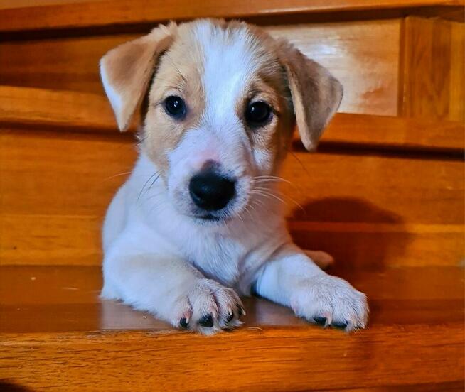 Gładkowłosy Jack Russell Terrier