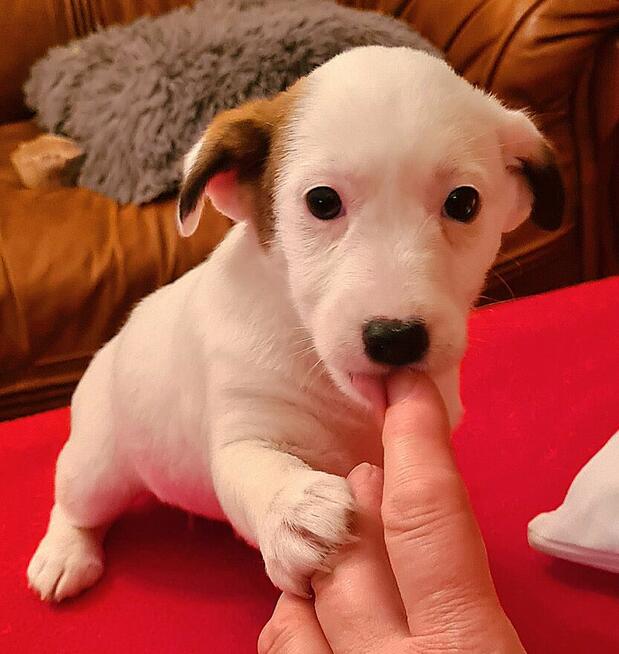 Jack Russell Terrier gładkowłose Wa-wa Herbu Harpagan