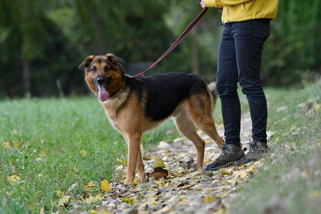 Gaja i Graf szukają domu, suczka, pies