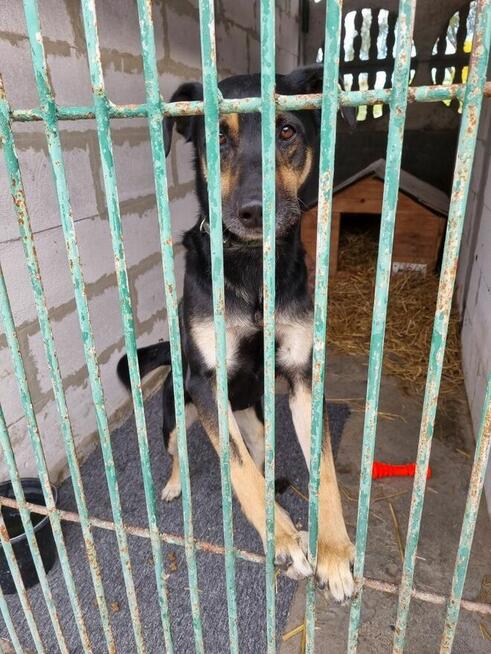 Jocker szuka domu, pies, młody