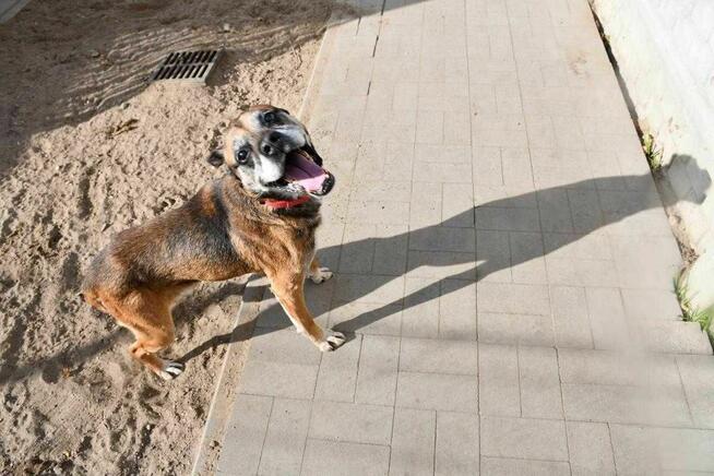 Pedro szuka domu, pies