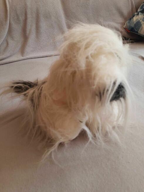 Piesek pluszak maskotka