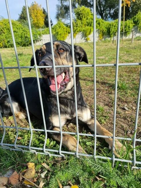 Jocker szuka domu, pies, młody