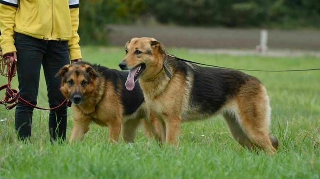 Gaja i Graf szukają domu, suczka, pies