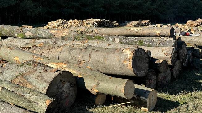 Grube drewno KŁODA BUKOWA (wdp) TANIO