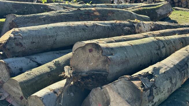 Grube drewno KŁODA BUKOWA (wdp) TANIO