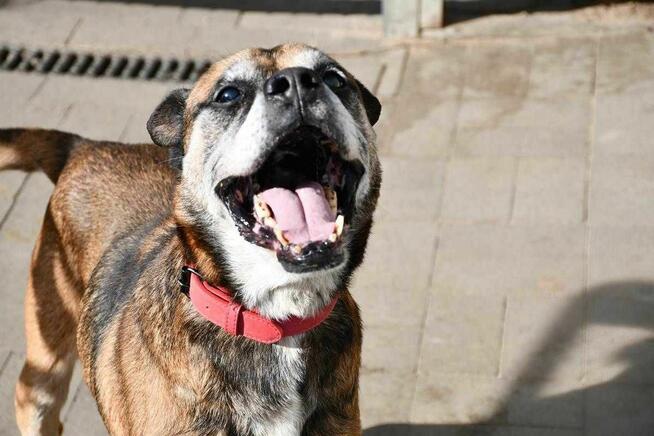 Pedro szuka domu, pies