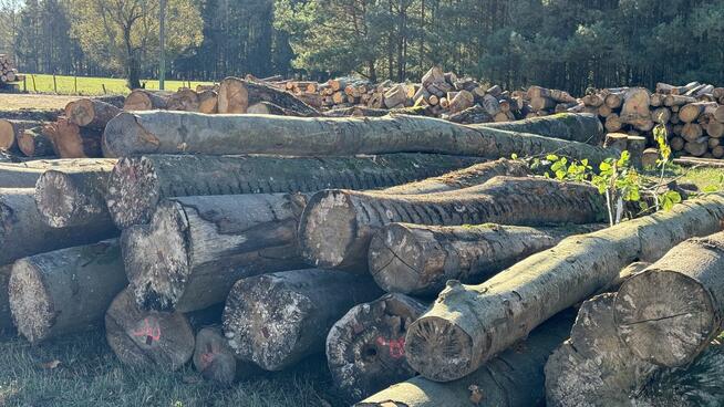 Grube drewno KŁODA BUKOWA (wdp) TANIO