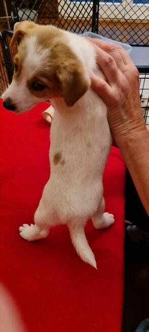 Gładkowłosy Jack Russell Terrier