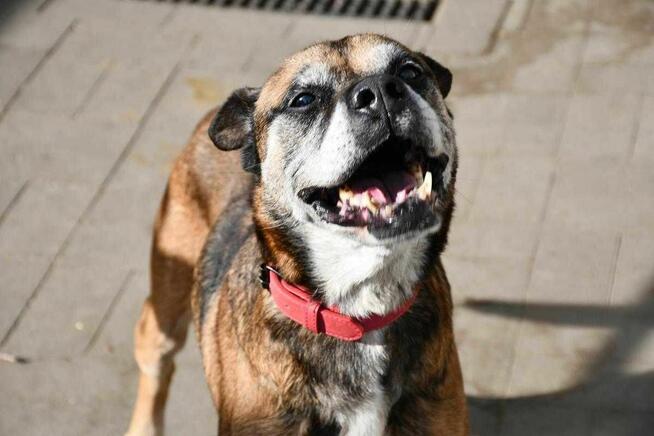 Pedro szuka domu, pies