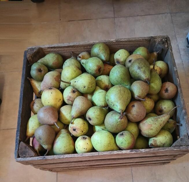 Gruszki duże twarde cena brutto 2-3 zł. oferent.pl.tl