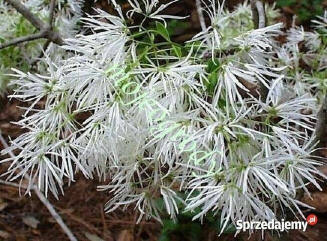 Śniegowiec wirginijski sadzonka ok1m Kraków