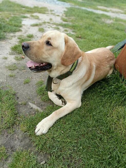 Reproduktor labrador retriever Champion Polski