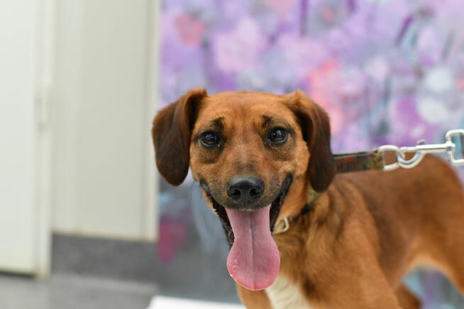 Nieśmiała Figa szuka dobrego domku!