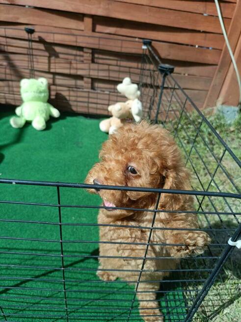 Reproduktor Pudel Toy/ miniatura wystawowy