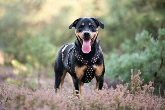 Neron w typie rotwailera szuka aktywnego domku!
