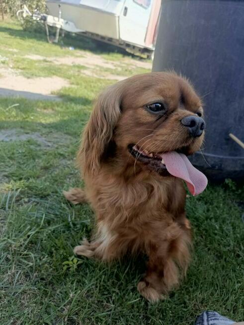 Reproduktor Cavalier King Charles spaniel Kredo