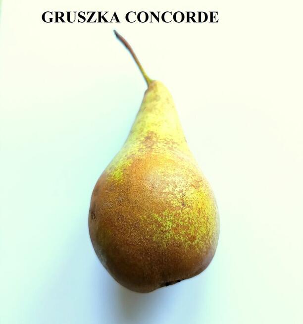 Gruszki duże twarde cena brutto 2-3 zł. oferent.pl.tl