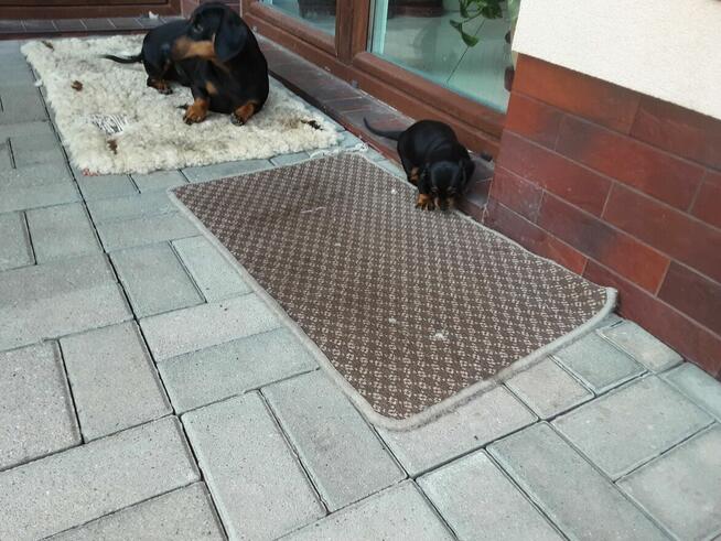 Jamnik czarny podpalany krótkowłosy standard