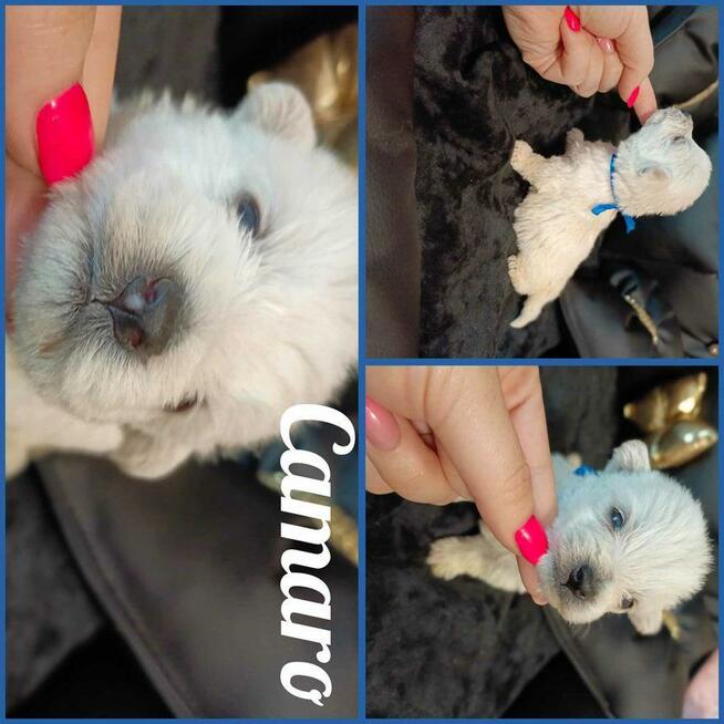 Reproduktor West Highland White Terrier