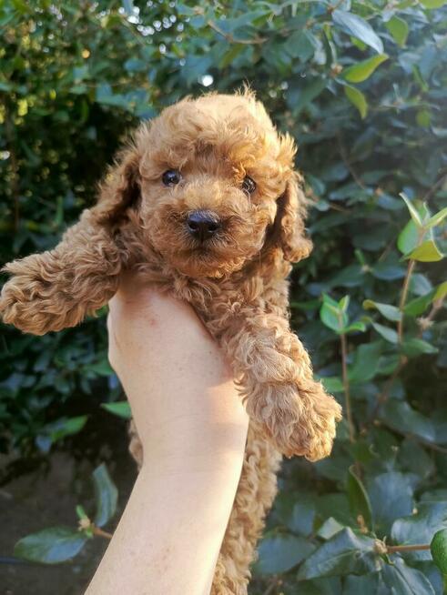 Reproduktor Pudel Toy/ miniatura wystawowy