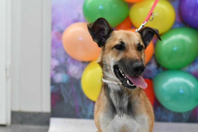 Radosny Zefir szuka aktywnego domku.