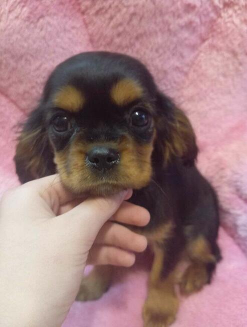 Prześliczna sunia Black an tan Cavalier King Charles spaniel