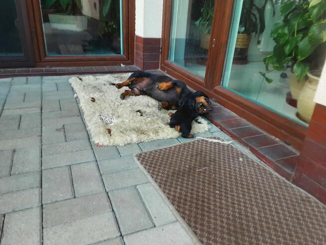 Jamnik czarny podpalany krótkowłosy standard