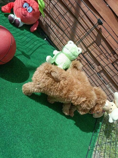 Reproduktor Pudel Toy/ miniatura wystawowy