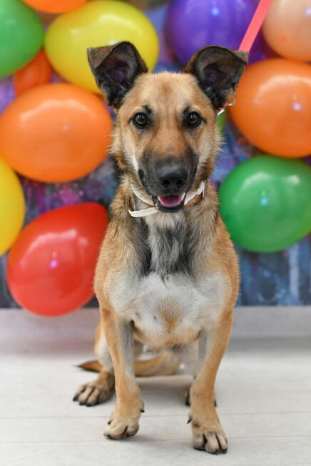 Radosny Zefir szuka aktywnego domku.